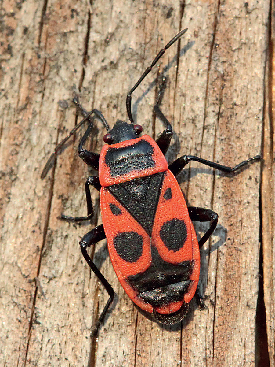 Pannello 6 foto 3 | Cimice rosso nera (Pyrrhocoris apterus). Foto di Roberto Scherini