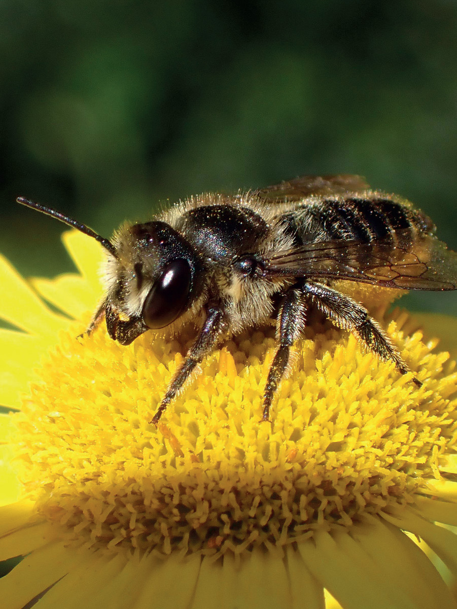 Pannello 6 foto 4 | Ape solitaria del Genere Megachile