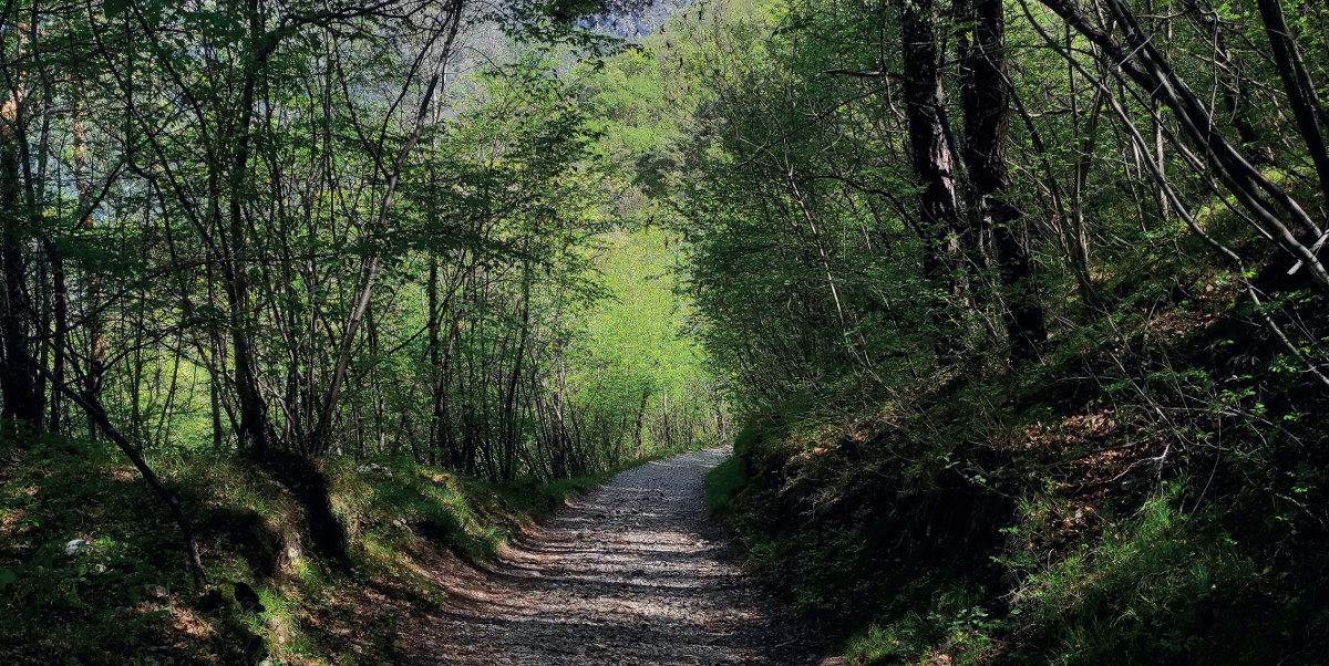 Pannello 8 foto 1 | Strada sterrata nel bosco che porta al Santuario di San Valentino