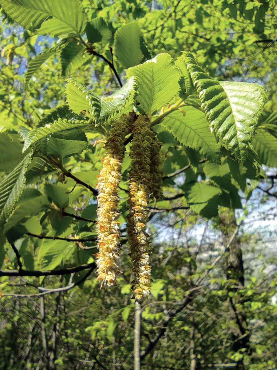Pannello 8 foto 2 | Carpino nero (Ostrya carpinifolia)