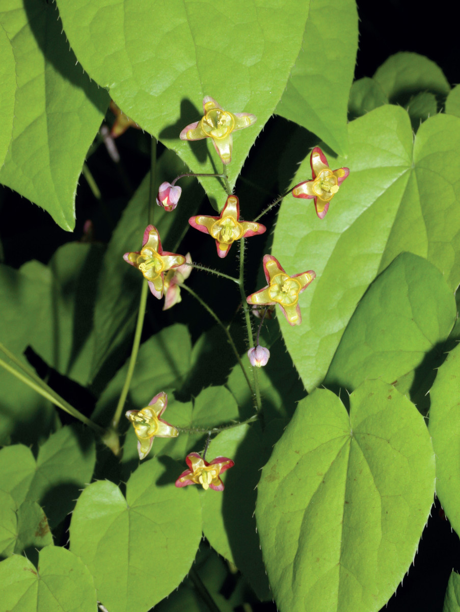 Pannello 8 foto 4 | Epimedium alpinum. Foto di Giorgio Perazza