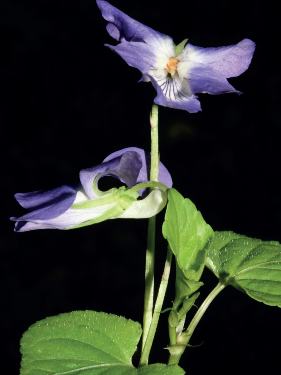 Pannello 8 foto 3 | Viola riviniana. Foto di Filippo Prosser