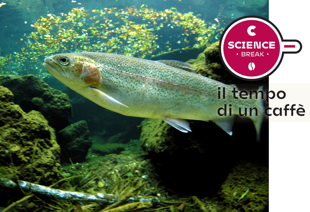 Un nuovo progetto di monitoraggio ambientale delle acque 