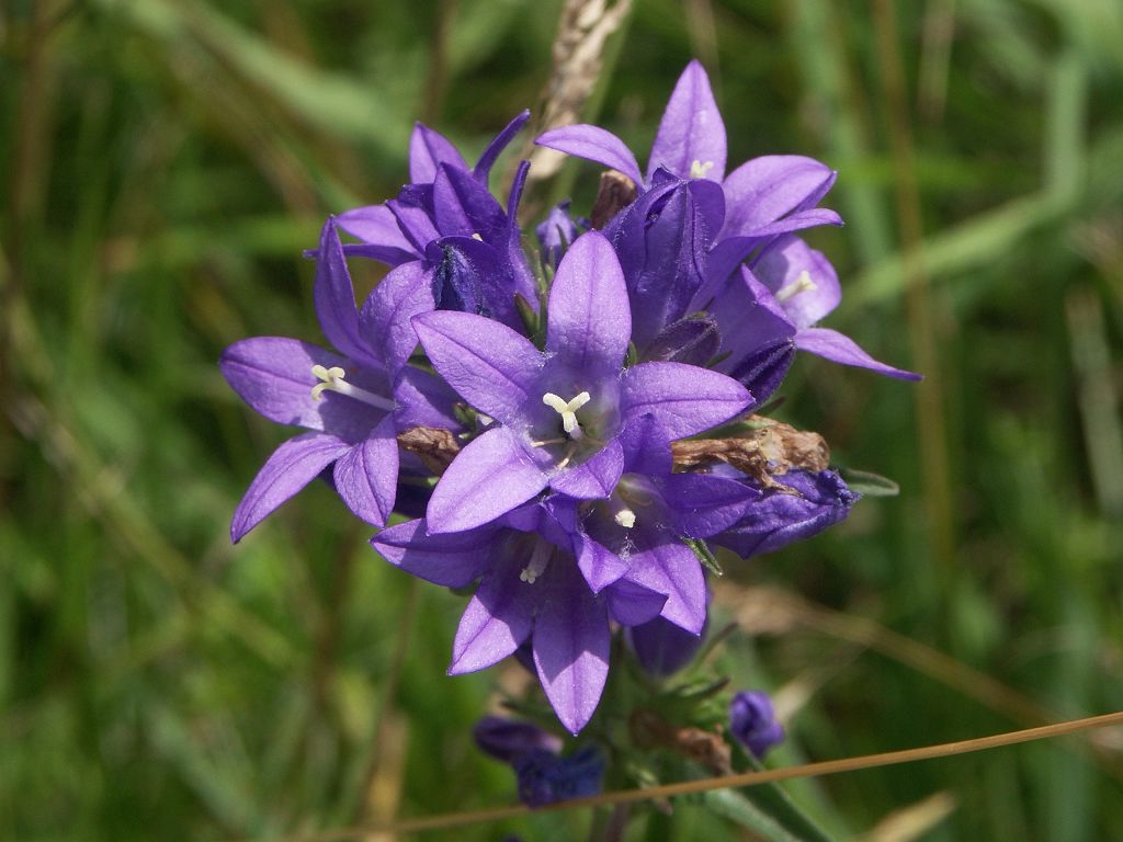 Campanula glomerata