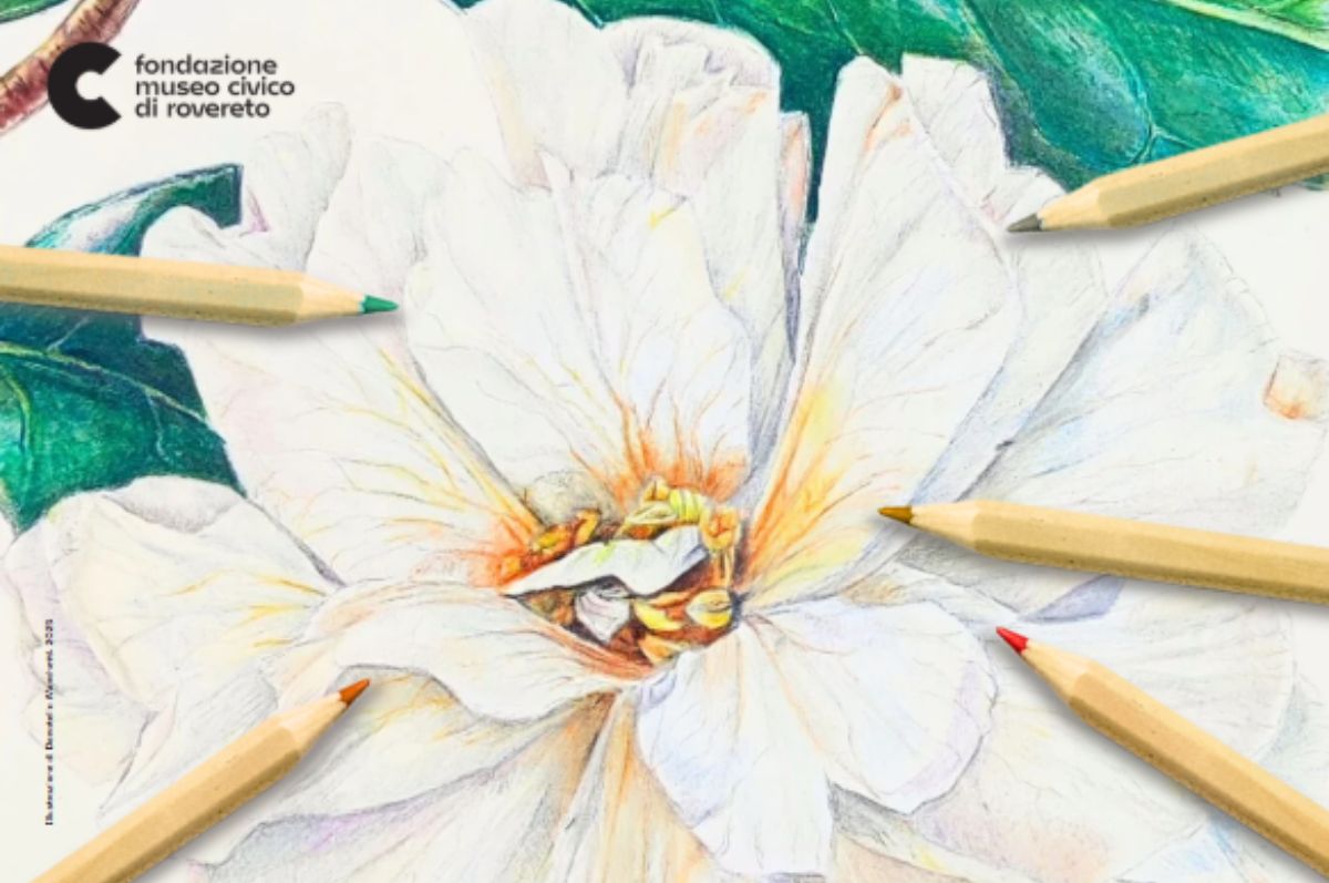 illustrazione-botanica