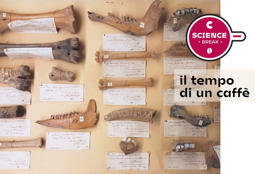 Science Break - archeozoologia
