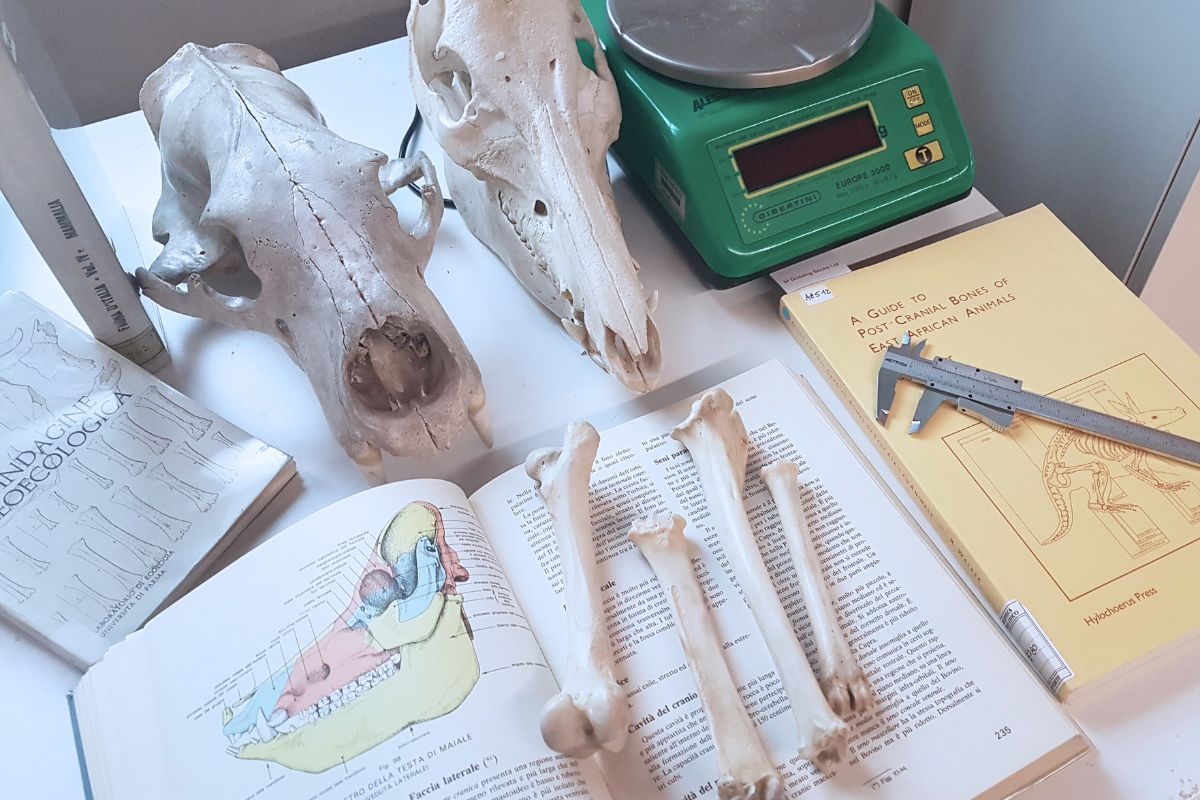 materiale osteologico