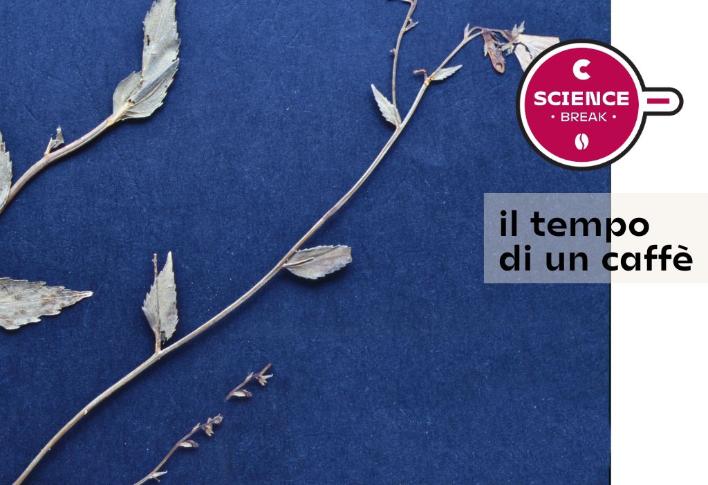 Adenophora liliifolia