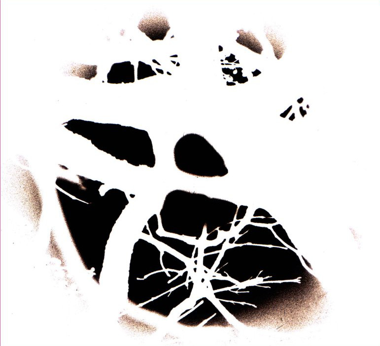 Una suggestiva immagine della Luna ripresa tra i rami di un albero. La foto è stata scattata a Candriai il 5 aprile 2004 con obiettivo f=400 f/5.6 e pellicola Inford 50. (foto Ochner)