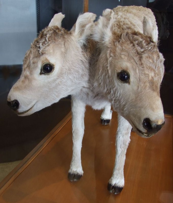 Manifesta7 - Cabinet of Curiosities - vitello