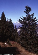 Abies alba 