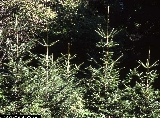 Abies alba 