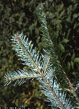 Abies alba 