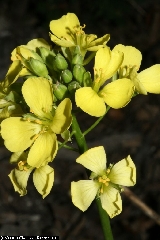 Brassica repanda subsp. baldensis - BFP0001_03.JPG