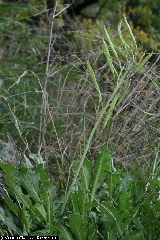 Brassica repanda subsp. baldensis - BFP0001_04.JPG