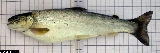 Salmo carpio - ASA1_0002