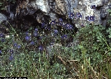 Aquilegia thalictrifolia