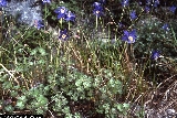 Aquilegia thalictrifolia