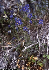 Aquilegia thalictrifolia