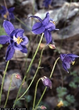 Aquilegia thalictrifolia