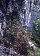 Aquilegia thalictrifolia