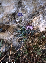 Aquilegia thalictrifolia