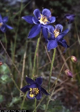 Aquilegia thalictrifolia