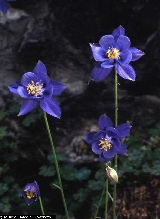 Aquilegia thalictrifolia