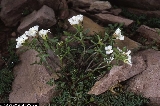 Cardamine resedifolia