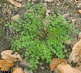 Cardamine impatiens - ASA1_0010