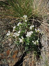 Cardamine resedifolia - ASA1_0013