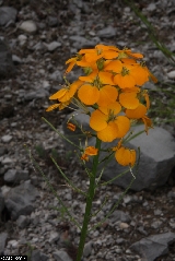 Erysimum aurantiacum - ASA1_0015