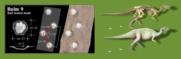 Camptosaurus, erbivoro del Giurassico inferiore. Altezza 3-4 m, lunghezza 6-7 m, peso 500-700 Kg. Ricostruzione ipotetica.