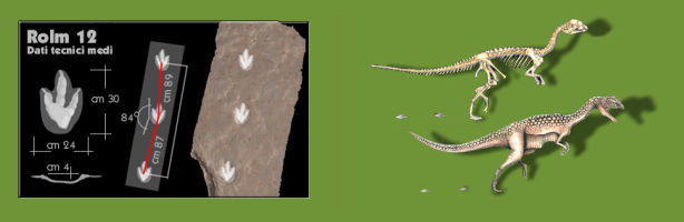 Dilophosaurus carnivoro del Giurassico inferiore. Altezza 2-3 m, lunghezza 4-6 m, peso 300-400 Kg. Ricostruzione ipotetica.