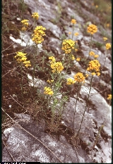 Erysimum aurantiacum