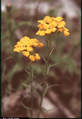 Erysimum aurantiacum