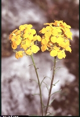 Erysimum aurantiacum