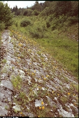 Erysimum aurantiacum