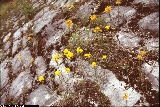 Erysimum aurantiacum