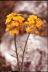 Erysimum aurantiacum