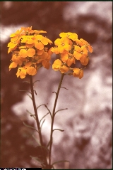 Erysimum aurantiacum