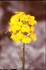 Erysimum aurantiacum