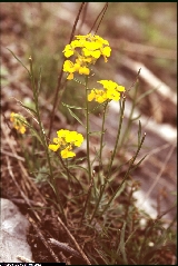 Erysimum aurantiacum