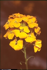 Erysimum aurantiacum