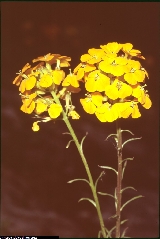 Erysimum aurantiacum