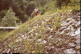 Erysimum aurantiacum